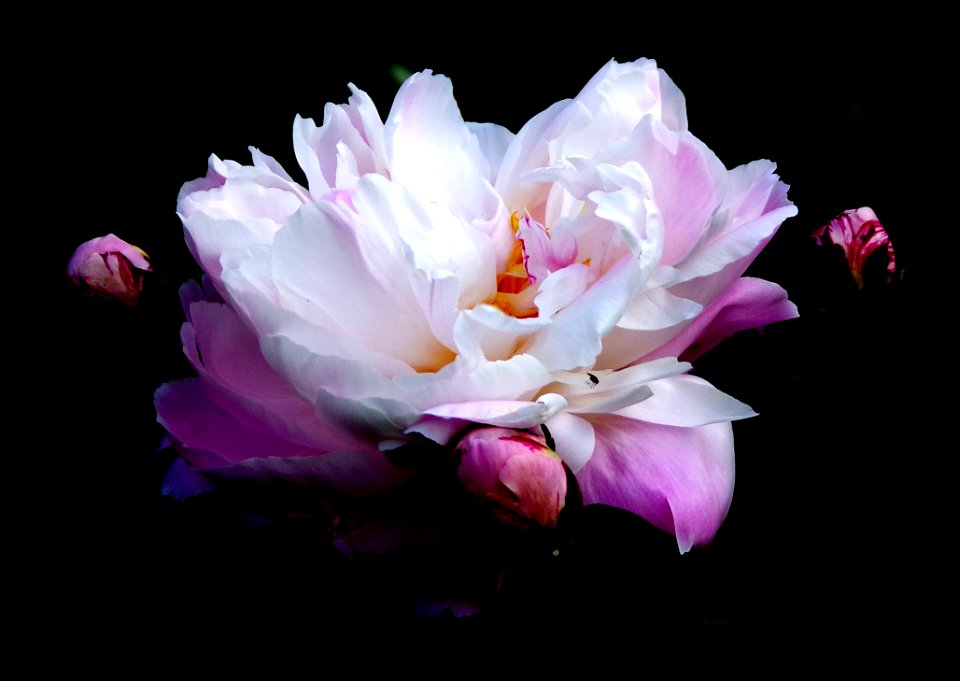 Flower Pink White Flowering Plant