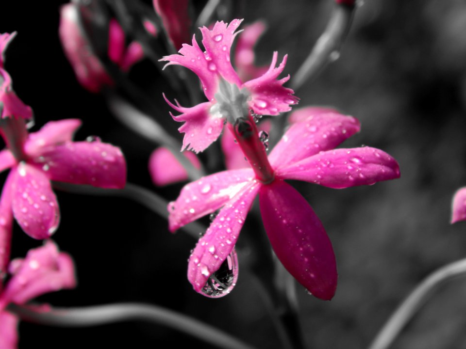 Flower Pink Flora Plant