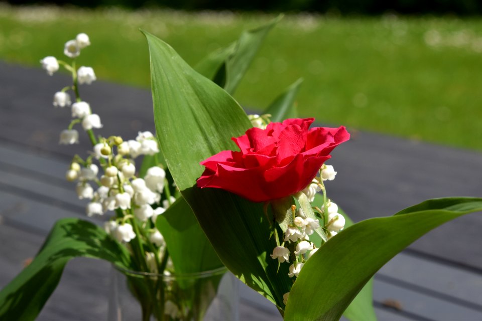 Flower Plant Flowering Plant Petal