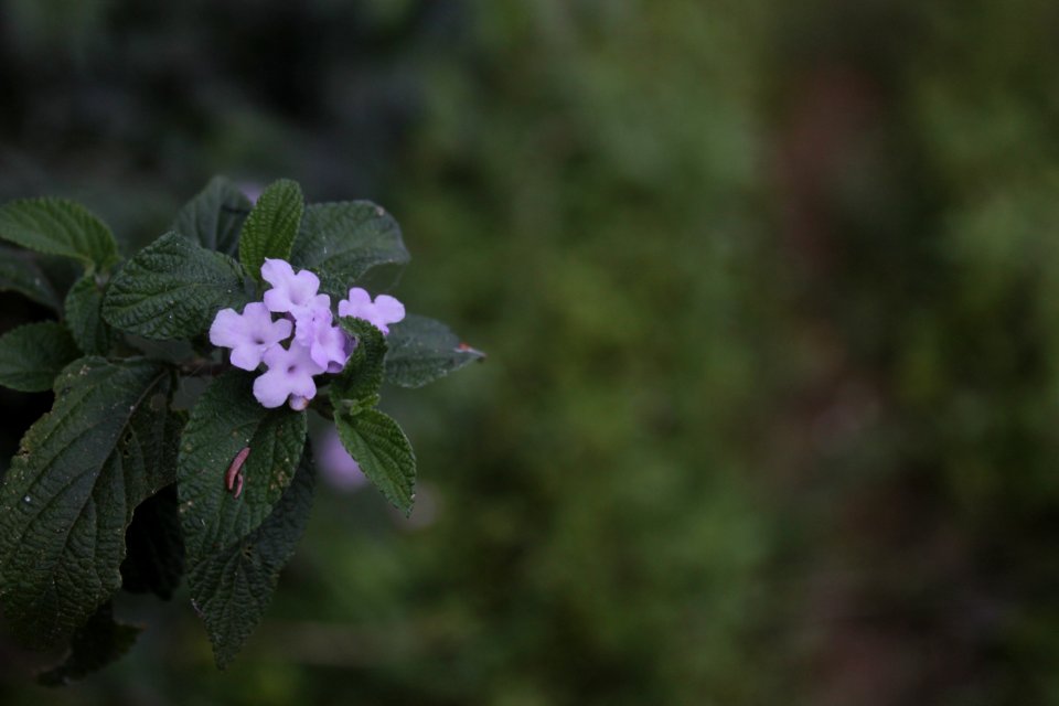 Plant Flower Flora Subshrub