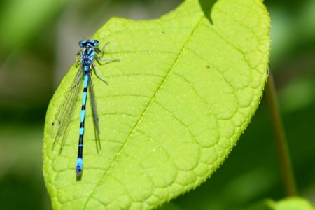 Damselfly Insect Dragonflies And Damseflies Leaf photo