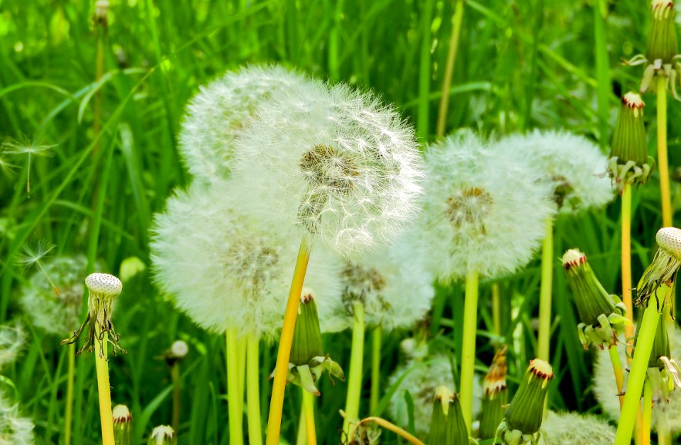 Flower Dandelion Flora Grass