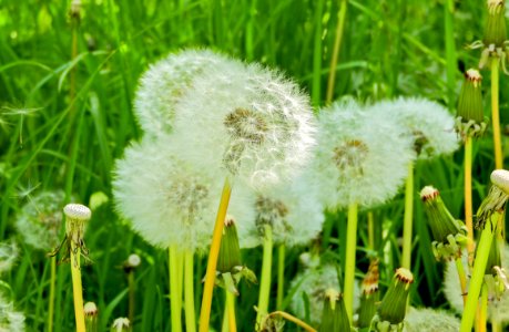 Flower Dandelion Flora Grass