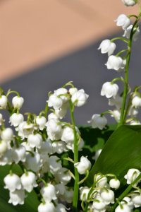 Flower Plant Blossom Spring