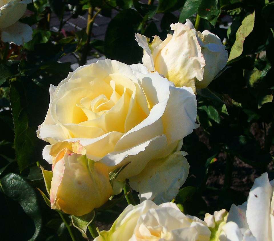 White flower dufted