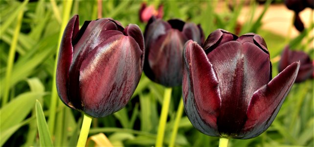 Flower Tulip Plant Purple