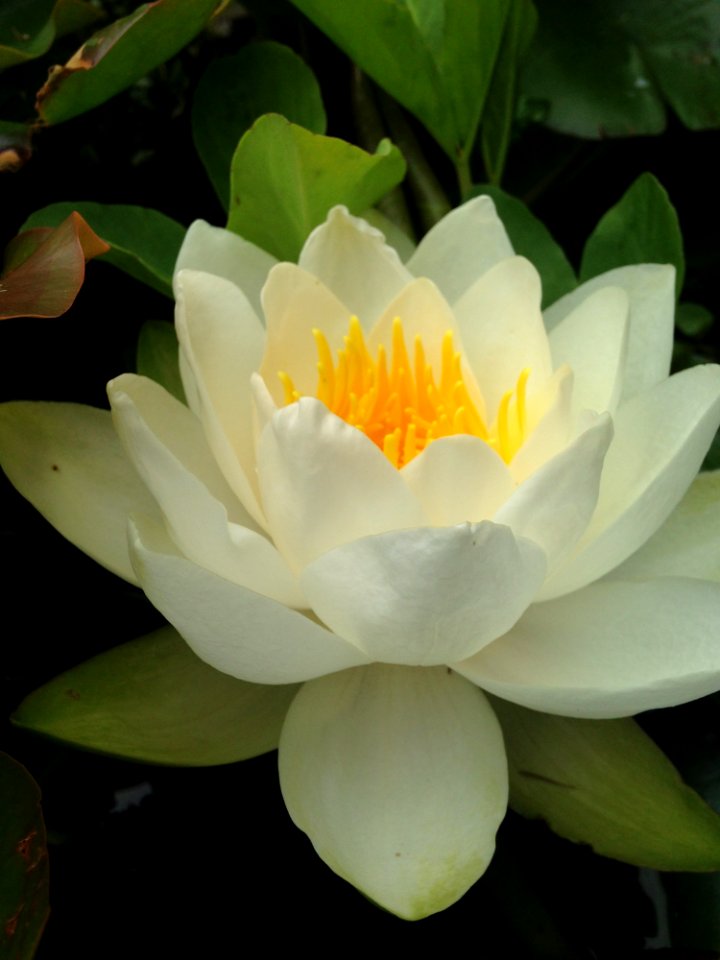 Flower White Yellow Plant