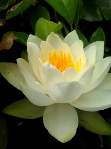 Flower White Yellow Plant