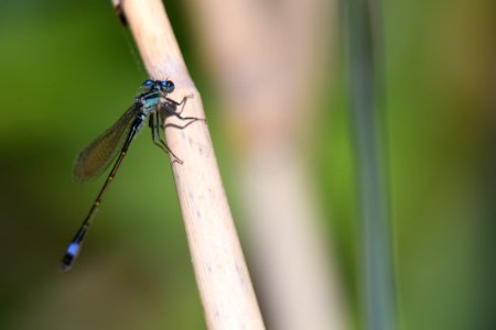 Insect Damselfly Dragonfly Invertebrate