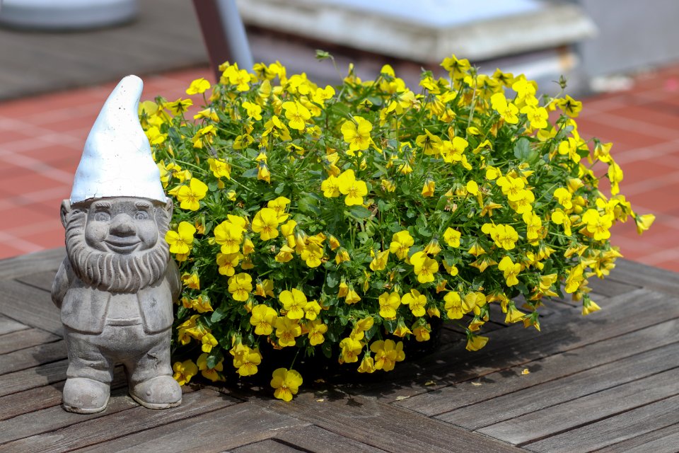Yellow Flower Plant Flowerpot