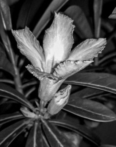 Black And White Monochrome Photography Plant Flora