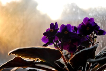 Violet Purple Plant Flower