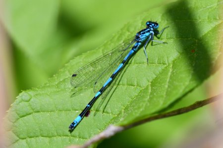 Damselfly Insect Dragonflies And Damseflies Invertebrate