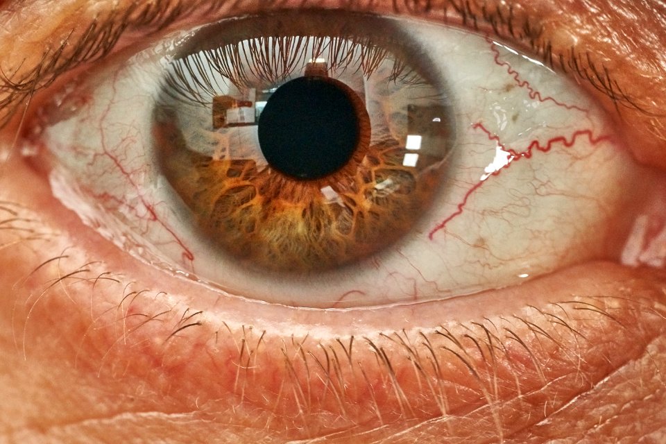 Eye Eyebrow Close Up Macro Photography