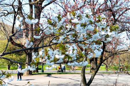 Flower Plant Tree Spring