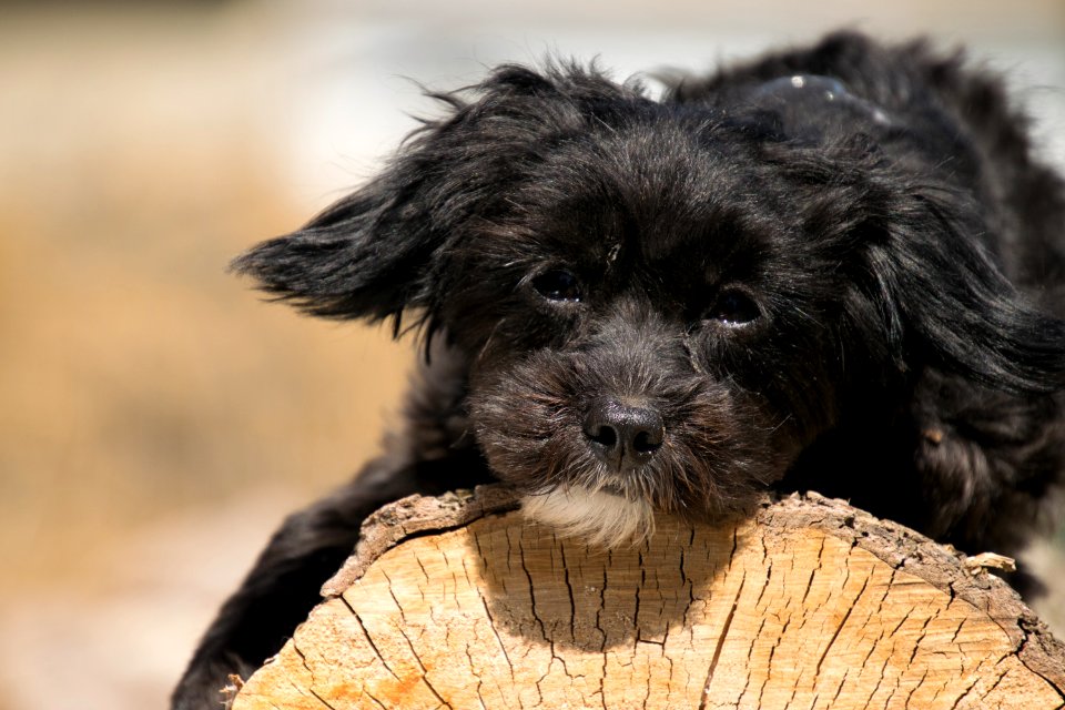 Dog Dog Like Mammal Dog Breed Puppy