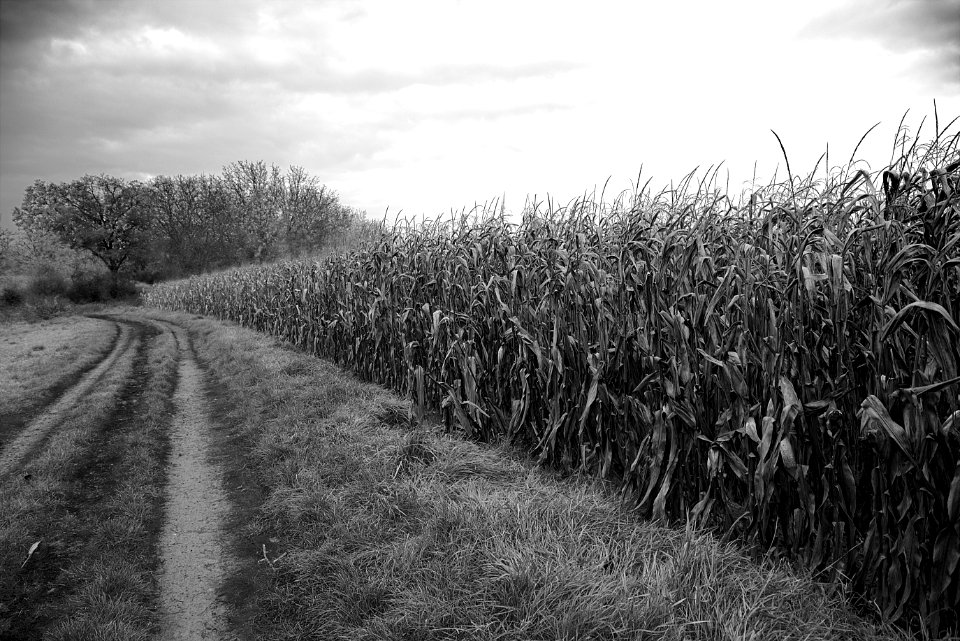 Black And White Tree Monochrome Photography Field