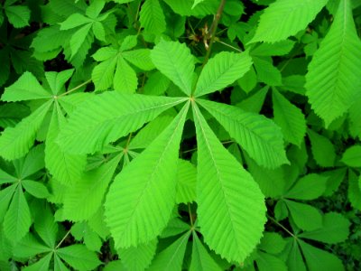 Leaf Plant Vegetation Grass
