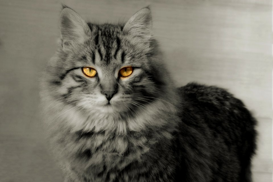Cat Whiskers Mammal Small To Medium Sized Cats