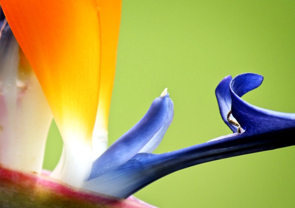 Flower Blue Yellow Purple