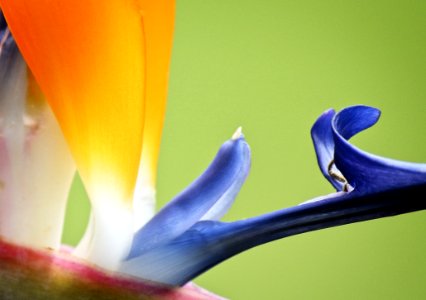 Flower Blue Yellow Purple