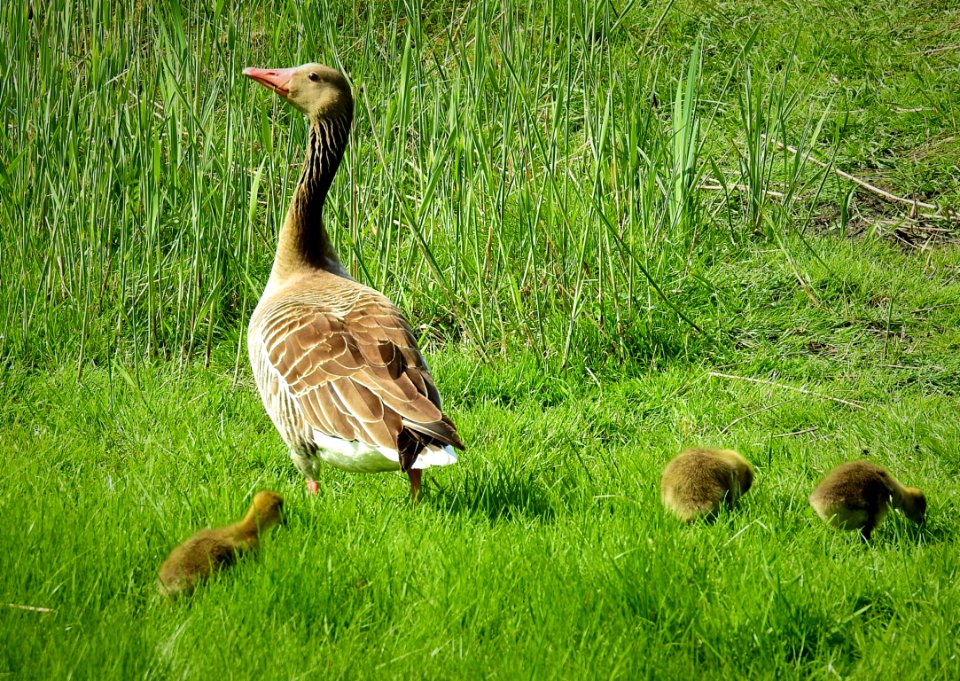 Bird Ecosystem Fauna Goose