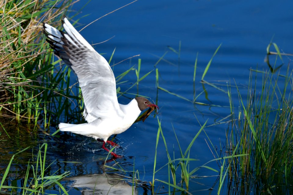 Bird Fauna Water Seabird