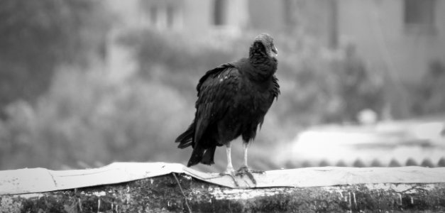 Black Black And White Beak Monochrome Photography photo