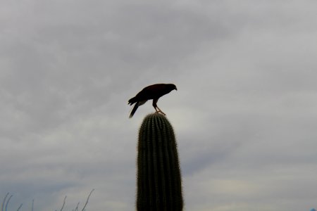 Bird Sky Beak Fauna