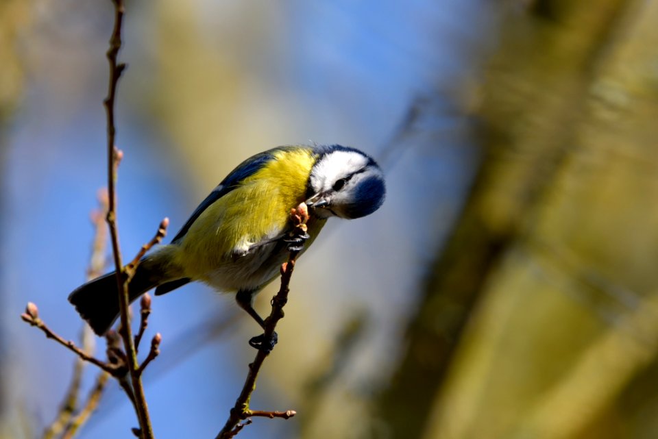 Bird Beak Fauna Finch