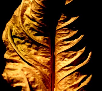 Leaf Close Up Plant Still Life Photography photo