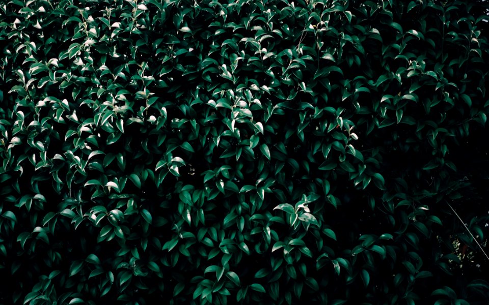 Green Grass Pattern Tree
