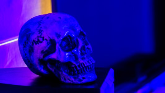 Cobalt Blue Purple Organism Bone