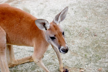 Macropodidae Kangaroo Fauna Wildlife photo