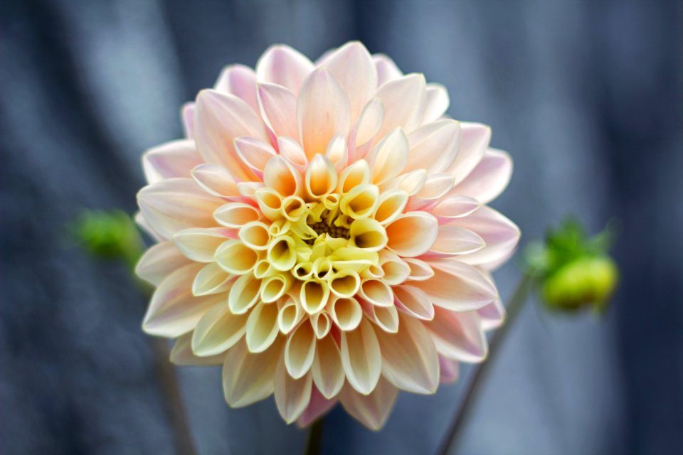 Shallow Focus Photography Of Pink Flower