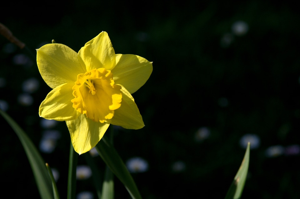 Flower flowers narcissus