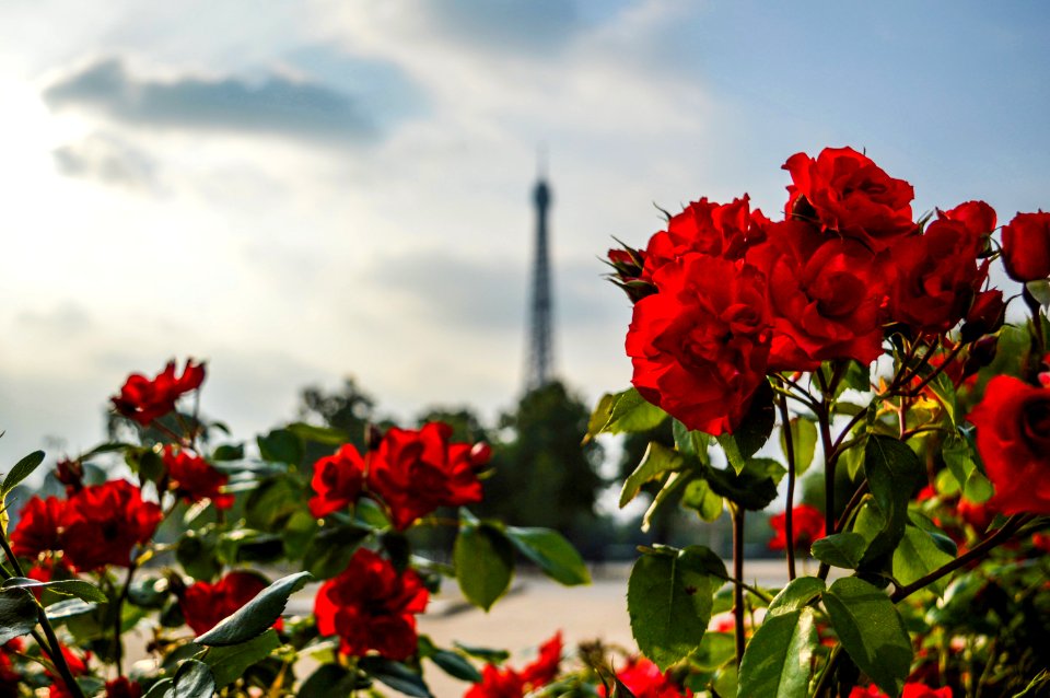 Red Flowers Photography