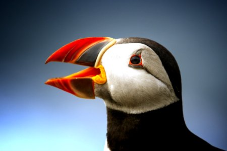 Black Atlantic Puffin photo