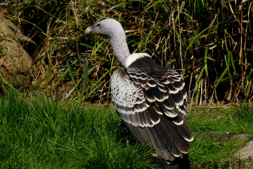 Bird Fauna Beak Grass