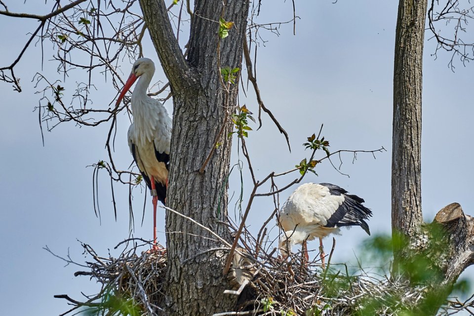 Bird Fauna Ecosystem Tree