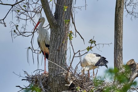Bird Fauna Ecosystem Tree photo