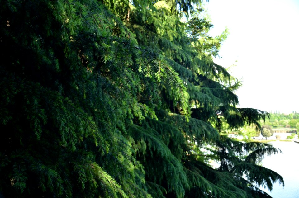 Tree Vegetation Ecosystem Nature Reserve