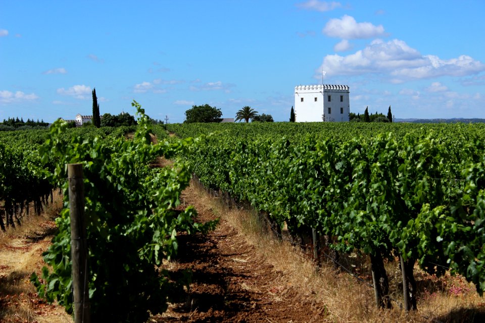 Agriculture Vineyard Field Crop