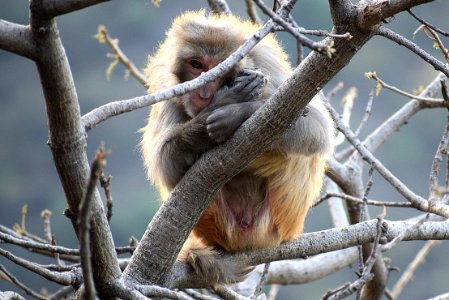 Mammal Fauna Macaque Tree photo