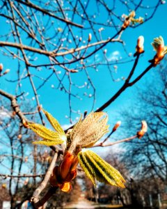 Branch Tree Plant Spring