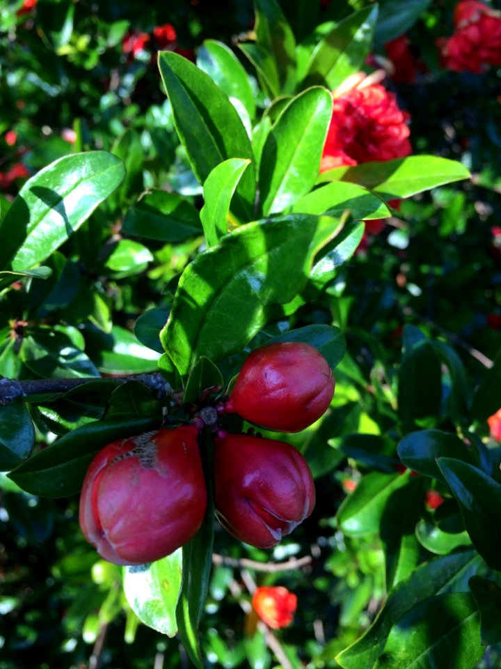 Plant Fruit Tree Fruit Evergreen