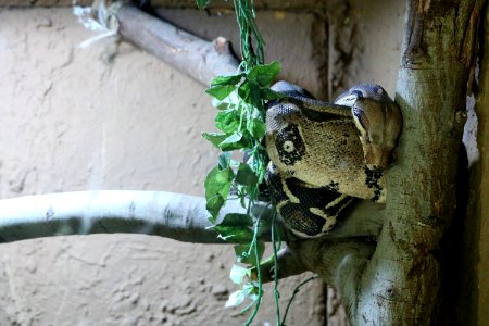 Tree Scaled Reptile Reptile
