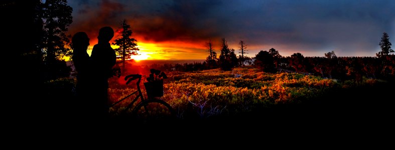 Nature Sky Wilderness Tree photo