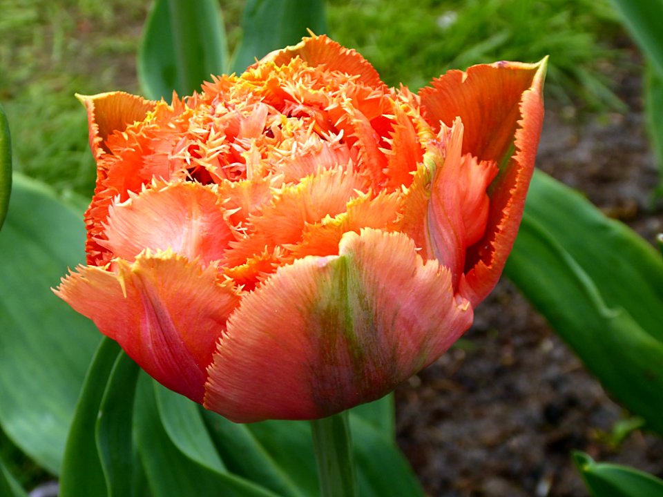 Flower Tulip Plant Flowering Plant