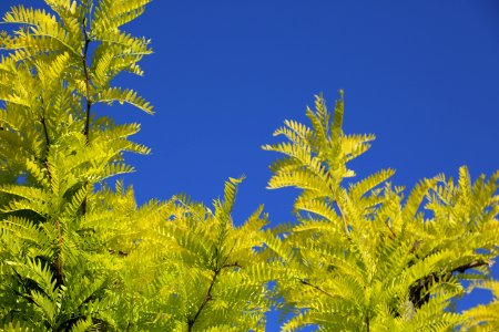 Sky Vegetation Tree Leaf